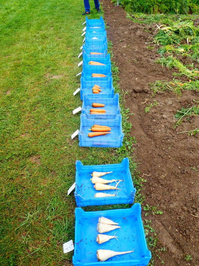 Staatsschule für Gartenbau StuttgartHohenheim Teil 2 Bezirksverband
