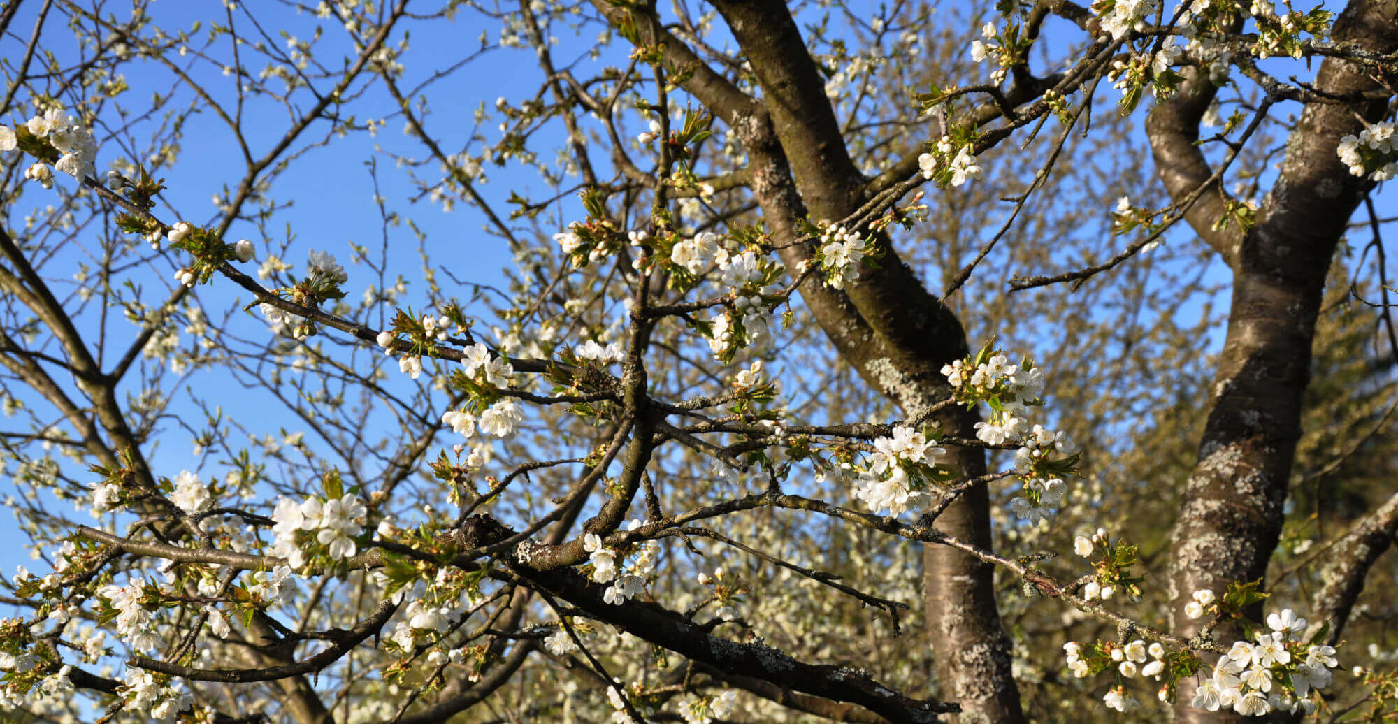 Der Vorstand vom Bezirksverband der Gartenfreunde Ludwigsburg e.V.